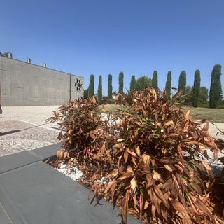 Pianta secca e telecamera in perenne attesa: il triste benvenuto al cimitero di Busto