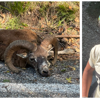Il muflone sbranato sul ciglio della strada al Cuvignone. Nel riquadro: Martino Caliaro
