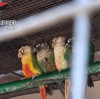 Lago Maggiore, controlli all’Isola Madre: sanzione da 30.000 euro per giardino zoologico privo di licenza