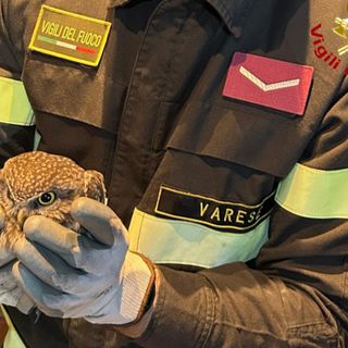 La civetta tratta in salvo dai vigili del fuoco in via Tasso a Varese