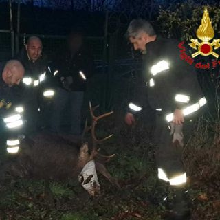 Il cervo soccorso dai vigili del fuoco a Lozza