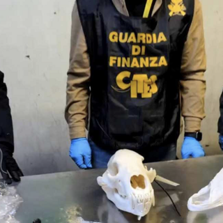 La Guardia di Finanza sequestra un cranio di orso bruno a Malpensa