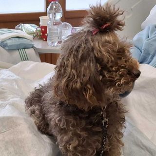 Ariel al lavoro, in grembo a una paziente allettata