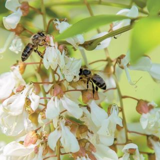 Coldiretti: «Grandine e pioggia stanno rendendo difficile la raccolta dell'acacia nel Varesotto»