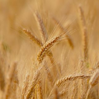 La denuncia di Coldiretti Lombardia: «L'inflazione sta strozzando le imprese agricole»