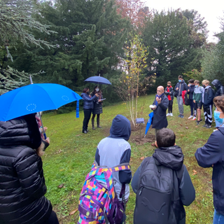 Giornata Nazionale degli Alberi, alla Scuola Europea una “Betula pubescens”