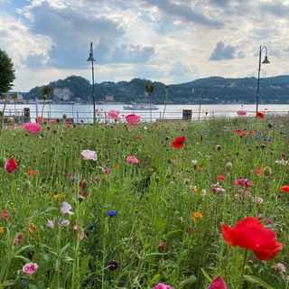 Ladri di fiori ad Angera, preso di mira il nuovo giardino fiorito sul lungolago e anche il cimitero