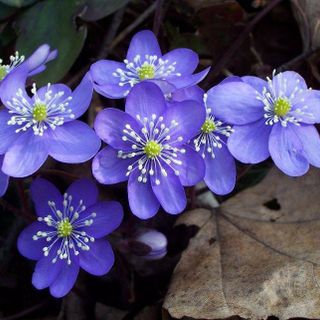 Aria di primavera nei prossimi giorni: l’Erba trinità è la pianta del mese nella foto della Società Astronomica G.V. Schiaparelli