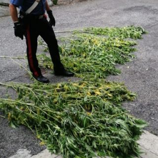 Coltivava nel giardino di casa delle piantine di marijuana: arrestato a Besozzo un 28enne
