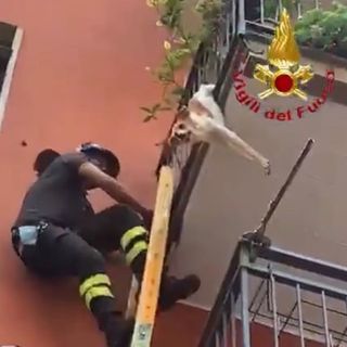 VIDEO. Cagnolino incastrato a testa in giù nelle inferriate del balcone ai piani alti viene salvato dai vigili del fuoco