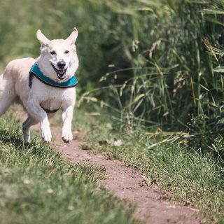 Aperti in Lombardia, anche in zona rossa, i negozi di toelettatura per gli animali domestici