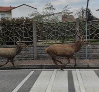 Cervi a spasso per le strade di Cislago. Il Comune invita gli automobilisti alla massima prudenza