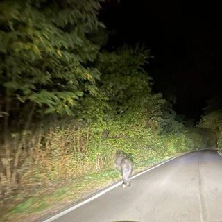 La foto del pony a passeggio a Cislago da IlSaronno.it