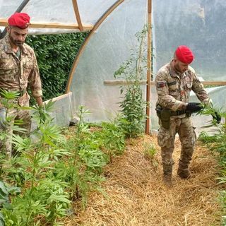 Coltivava in una serra 15 piantine di marijuana, denunciato un 44enne a Cocquio Trevisago