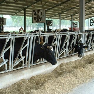 Caldo autunnale da record condiziona l’agricoltura prealpina dalle stalle ai campi