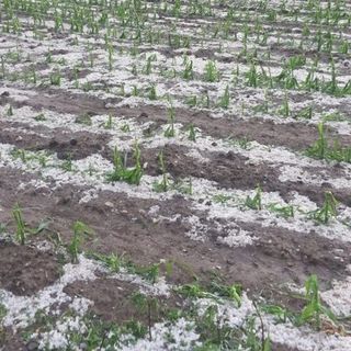 Maltempo. Coldiretti: «Milioni di danni nelle campagne lombarde»
