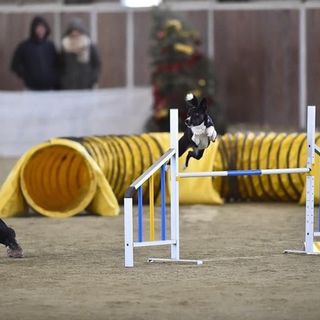 Easy-Peasy e Denis: un binomio tutto varesino per i campionati mondiali di Agility Dog