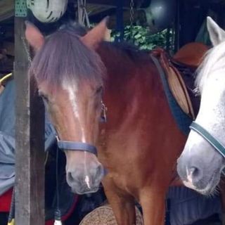 Casale Litta, ladri in azione in zona Gaggio: sparisce un cavallo