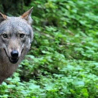 Sbranano due mucche, due giovani lupi uccisi in Svizzera