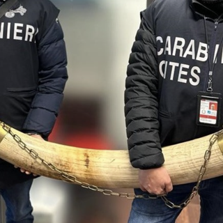 Tradate, sequestrate due zanne di elefante africano