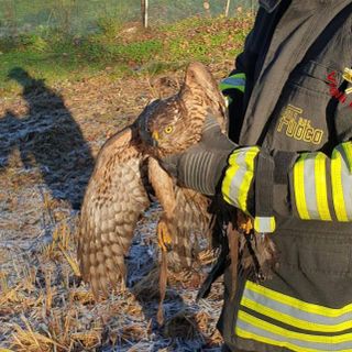 La poiana va a caccia ma resta incastrata nel pollaio: per liberarla servono i vigili del fuoco La poiana va a caccia ma resta incastrata nel pollaio: per liberarla servono i vigili del fuoco