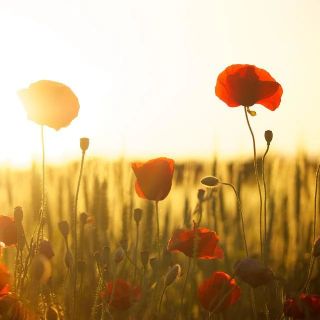 CHE FARE NEL WEEKEND. Tre giorni tra fiere, attività nella natura e incontri culturali