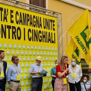 Cinghiali, Gadda (IV): «Si firmi subito decreto Bellanova per contenimento peste suina e revisione legge 157»