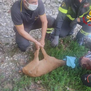 Cerbiatto rimane incastrato in una recinzione, liberato dai vigili del fuoco