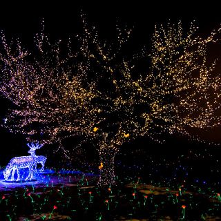 Pronte ad accendersi le Lucine di Natale a Laveno Mombello: sul lago Maggiore oltre 500 mila led