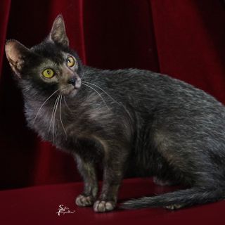 A Petsfestival 2022 gatti da tutto il mondo!