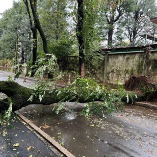 L'albero caduto in via Alliata (foto da IlSaronno.it inviata da un lettore)