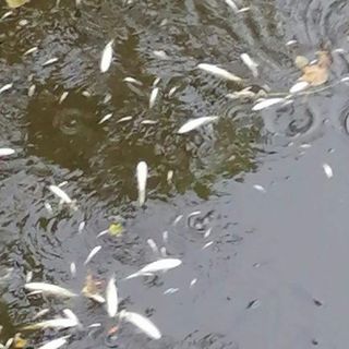 I pesci morti nel torrente Lura in una foto da IlSaronno.it
