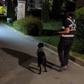 Shane il cane antidroga di Saronno (foto d'archivio da IlSaronno.it)