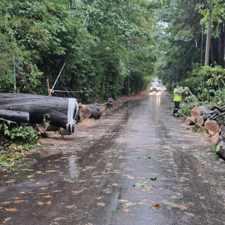 Quercia secolare si abbatte in strada a Casorate Sempione: via San Giorgio senza corrente