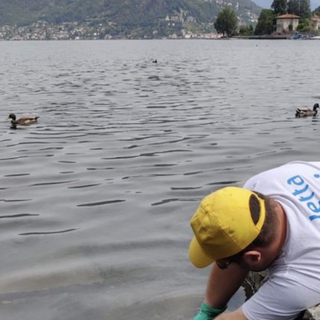 “Goletta dei Laghi”, lago Ceresio: solo uno dei quattro punti campionati risulta inquinato