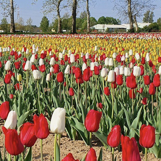 Torna il campo di tulipani di Arese: dagli ingressi gratuiti ai nuovi fiori. Qui novità e gli orari