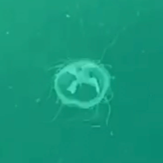 Le meduse avvistate nel Ceresio