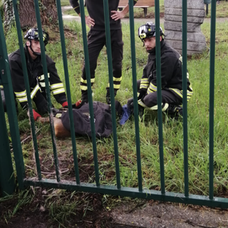 Capriolo incastrato nella recinzione al parco. Lo liberano i vigili del fuoco