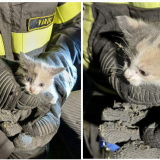 Gattino intrappolato nella grata dell'aerazione: salvato dai vigili del fuoco