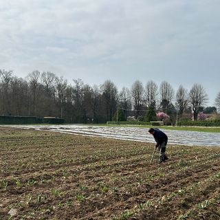 Un campo di tulipani per una primavera indimenticabile: arriva Somma Lombardo in fiore!