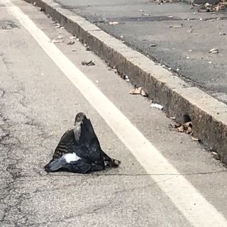VIDEO: Sparviero a caccia in via Sanvito e il traffico si ferma