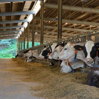 Sant'Antonio, sono più di 36 milioni gli animali della fattoria lombarda