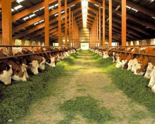 «Rincari delle materie prime, ripercussioni preoccupanti per le stalle»: l'allerta di Coldiretti Varese