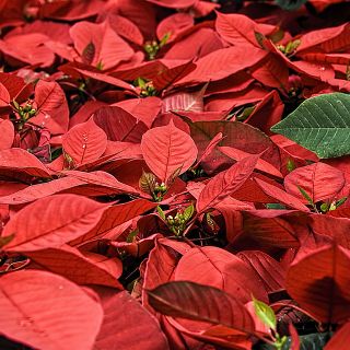 Il caro energia fa schizzare, anche nel Varesotto, i costi di produzione delle Stelle di Natale