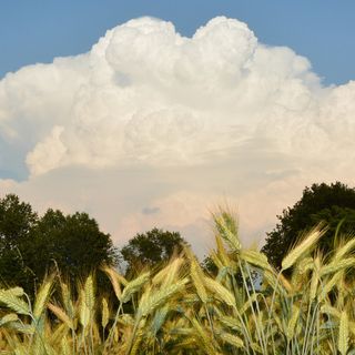 Cumulonembo svetta sopra i campi del grano  (Foto P. Valisa tratta da astrogeo.va.it)