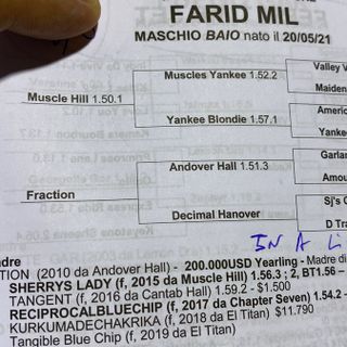 FOTO - Farid, Follia e presto altri due cavalli: lo &quot;shopping&quot; del campione Jokic a Busto Arsizio
