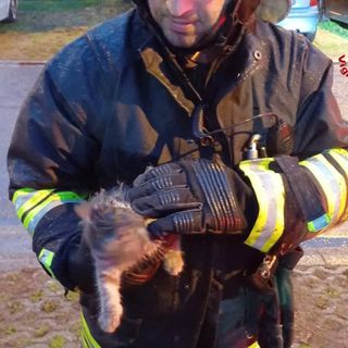 FOTO - Gatto si incastra tra le ruote posteriori di un'auto. Lo salvano i vigili del fuoco