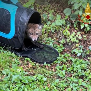 FOTO. Laveno, cucciolo di volpe resta incastrato in un canale di scarico: salvato dai vigili del fuoco