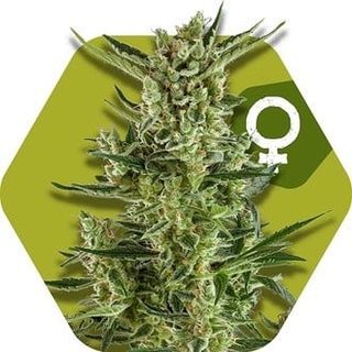 La riforma legale potrebbe trasformare la cannabis da problema a opportunità?