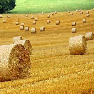 Agricoltura: in provincia di Varese 900mila euro per 28 aziende under 40